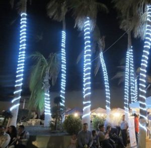 manguera de led en palmeras